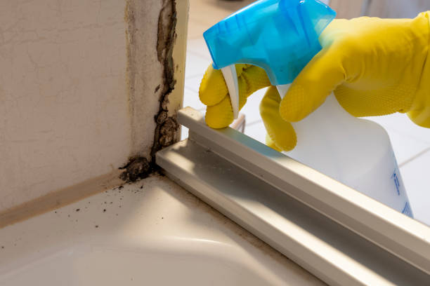 Professional Mold Removal in Owensboro, KY