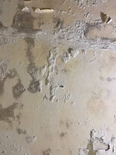 Best Black Mold Removal  in Owensboro, KY