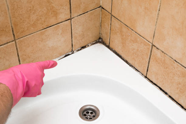 Best Crawl Space Mold Removal  in Owensboro, KY